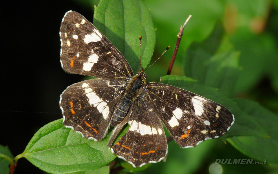 Map Butterfly (Araschnia levana)